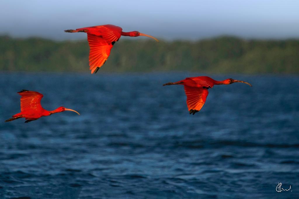 Guará